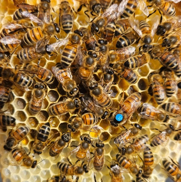 Brons– adopteer 1500 bijen