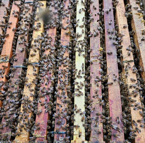 Diamant– adopteer een complee volk