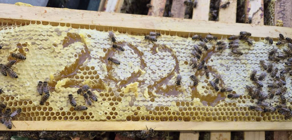 Bijenkasten gevuld met honing tijdens het oogstseizoen, met verzegelde ramen en potten verse honing op de voorgrond.